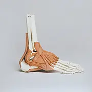 Santa Monica Podiatry Group Inc logo